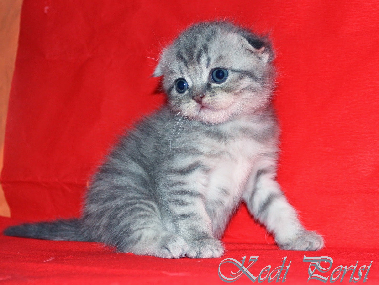 Scottish Fold dişi yavru JASMİN British Shorthair Scottish Fold