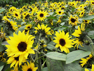 Sunflowers at Eden