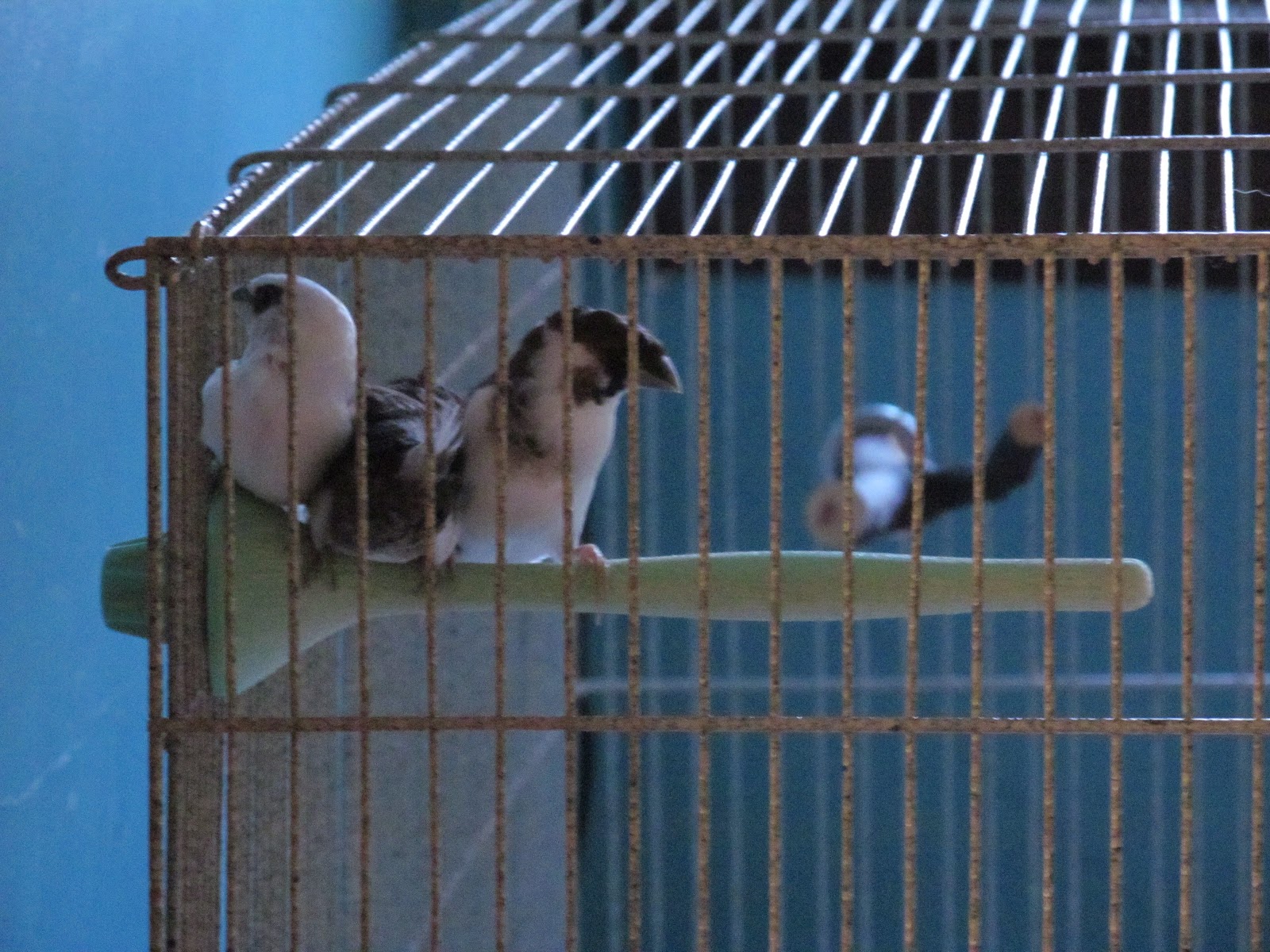 Pets and other Critters: More on Society Finches