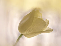 Significado del color de las flores- Rosa blanca