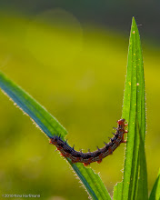 Ohio Environmental Council Photo Contest 2010