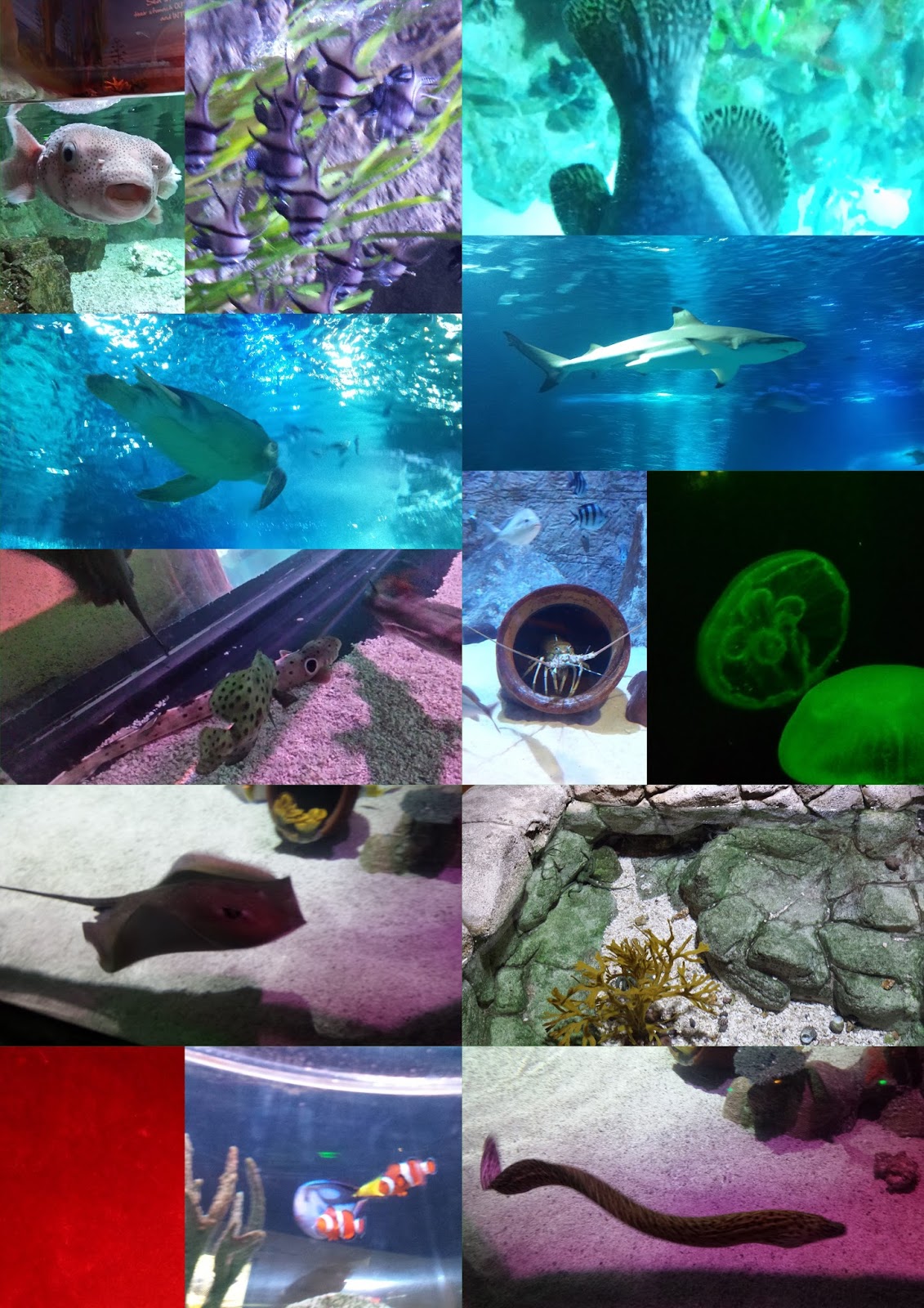 Frugal Shopping and More Sea Life Arizona Aquarium is a lot of fun! Review