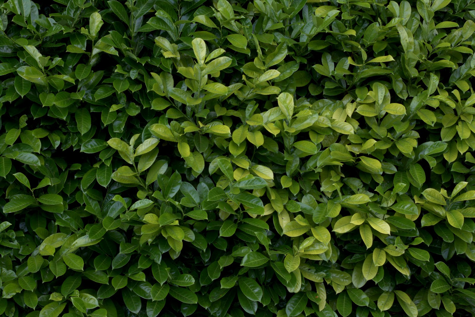 HIGH RESOLUTION TEXTURES: Plant hedge bush leaf leaves texture