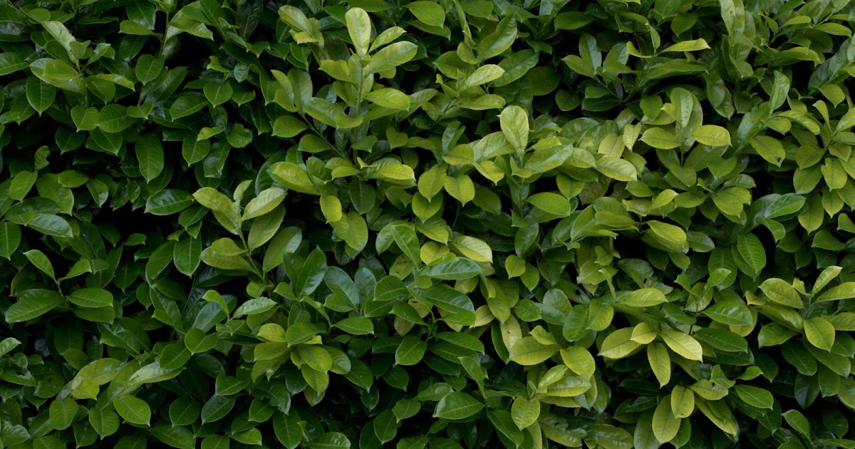 HIGH RESOLUTION TEXTURES: Plant hedge bush leaf leaves texture