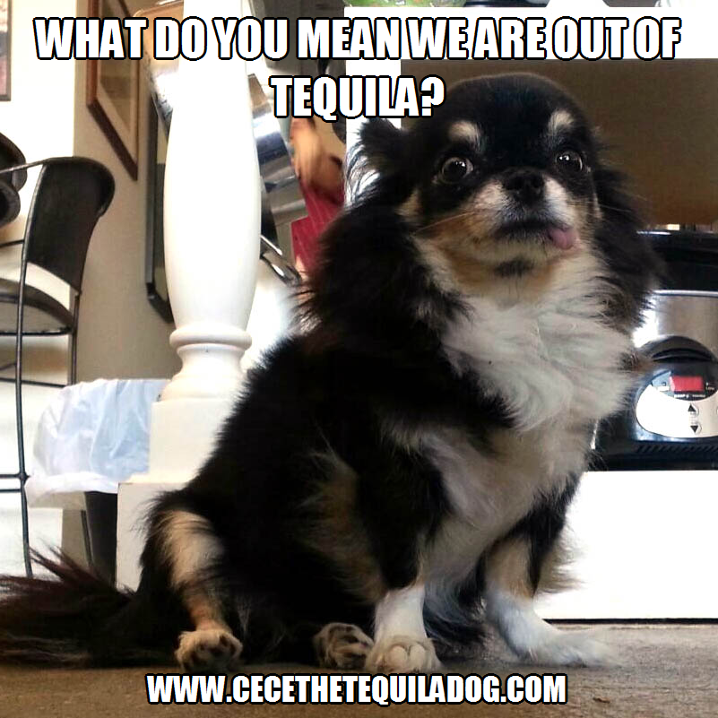 Cece the Tequila dog Out of Tequila