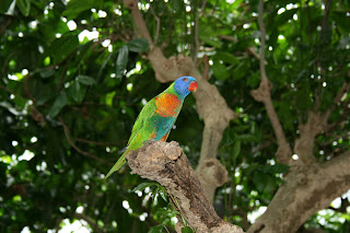 Bij birds of paradise hebben we het over paradijselijke toestanden.