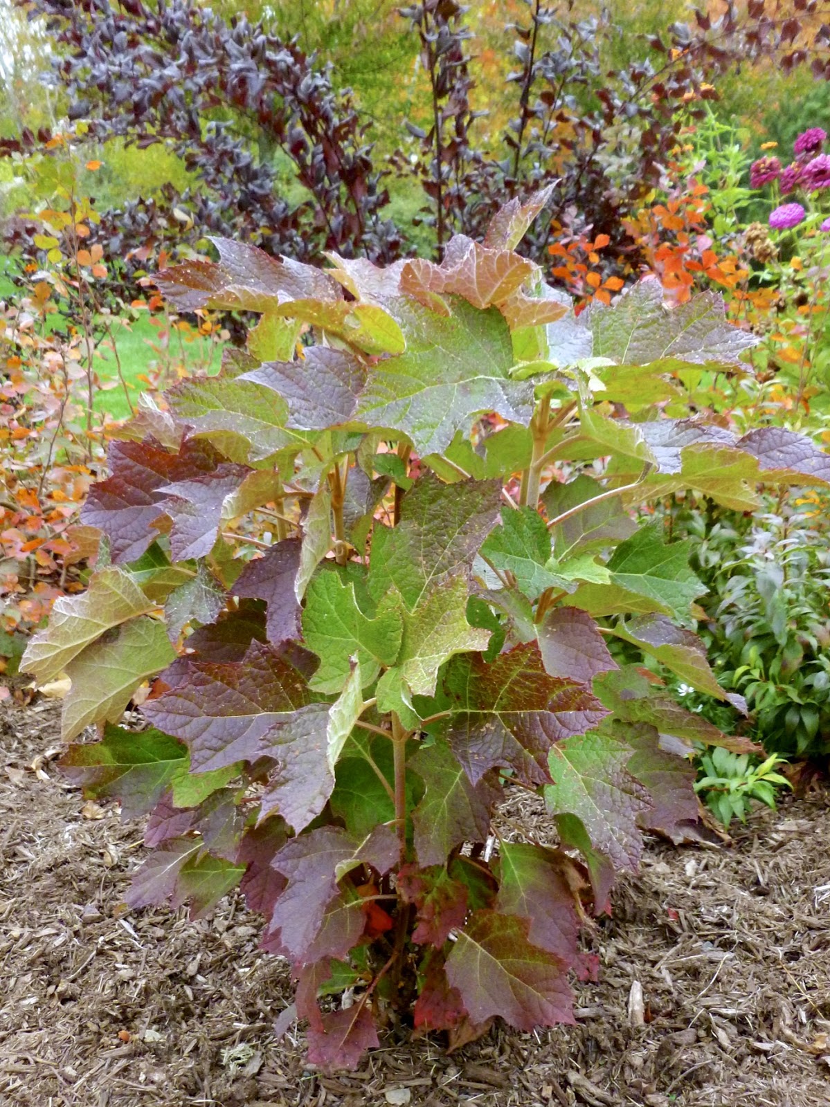 Plant Inventory At 20 Timothy Hydrangea Quercifolia Oakleaf