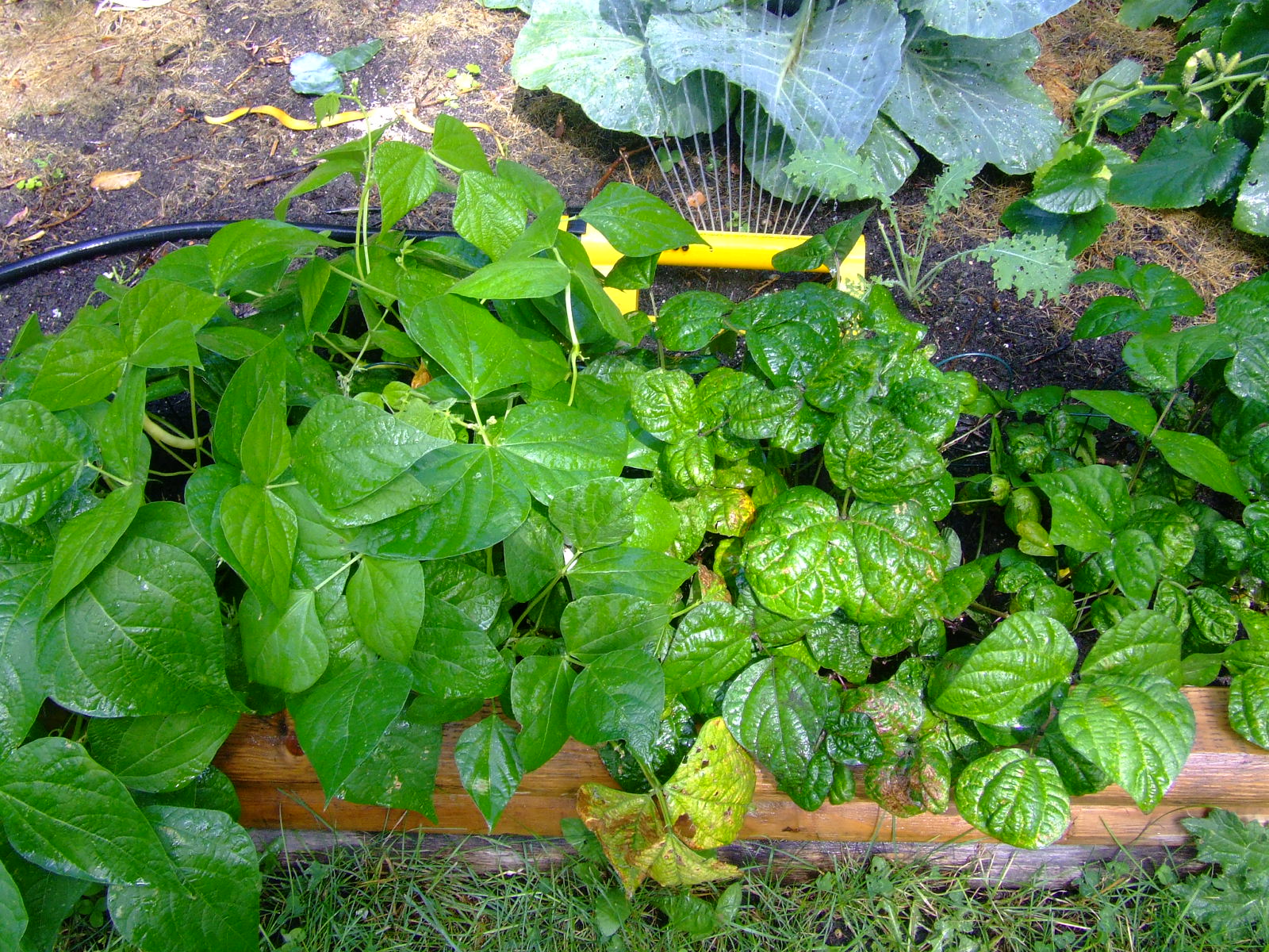 The Full Circle Gardener Plant of the Week Green Beans