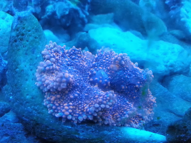 new  coral