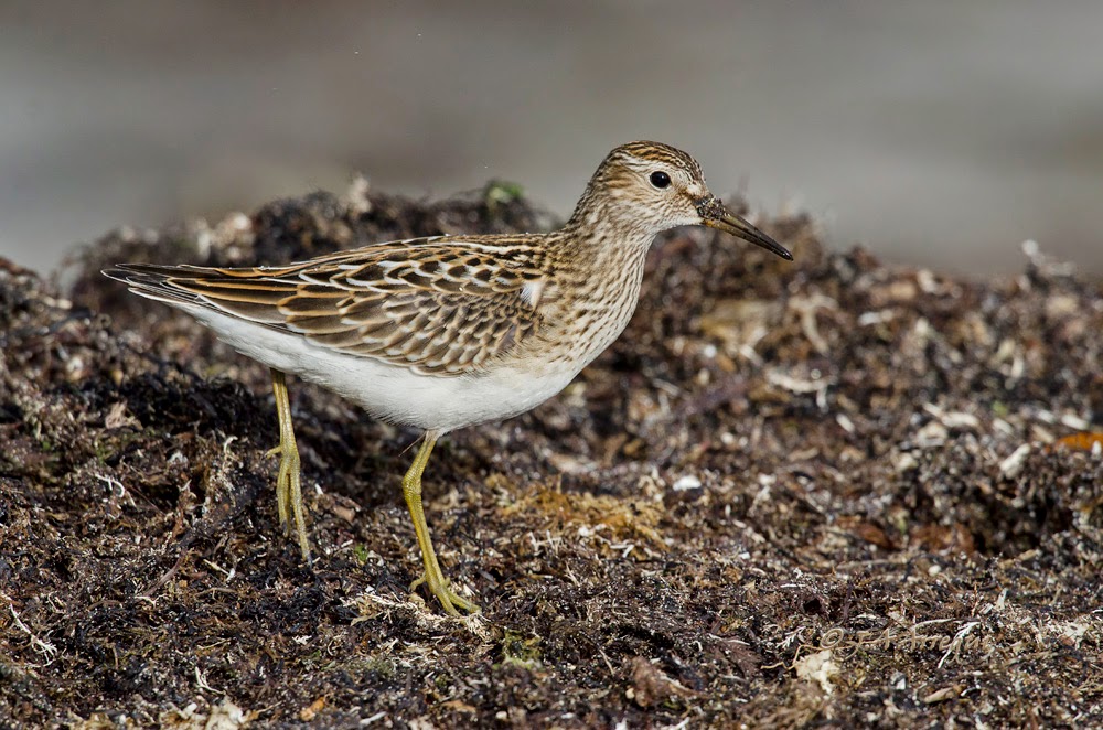 Correlimos pectoral, Calidris melanotos, Pectoral Sandpiper Correlimos pectoral, Calidris melanotos, Pectoral Sandpiper