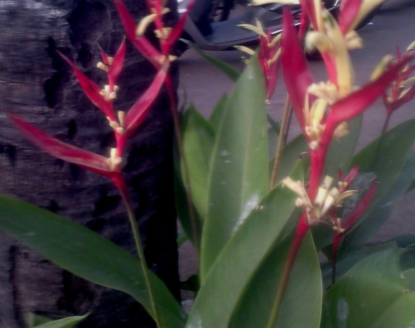 Garden Care Simplified Bird of Paradise Colourful