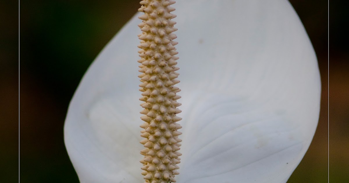 With Every Year Seek More Flowers !