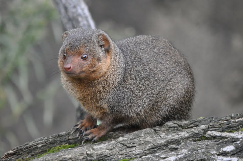 ZOOTOGRAFIANDO (MI COLECCIÓN DE FOTOS DE ANIMALES) MANGOSTA ENANA / DWARF MONGOOSE (Helogale