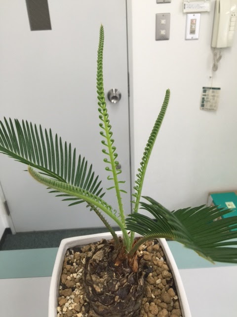 多肉and観葉植物world ソテツ栽培記録 育て方