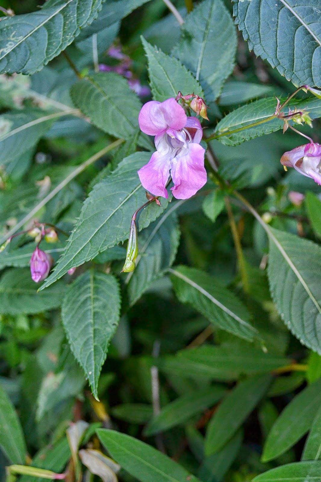 Rapsu Blog Salix Integra Dappled Willow Hakura Nishiki