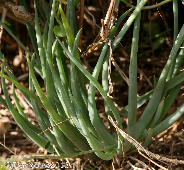 Natures World of Wonder Bushy Bulbine (Bulbine abyssinica)
