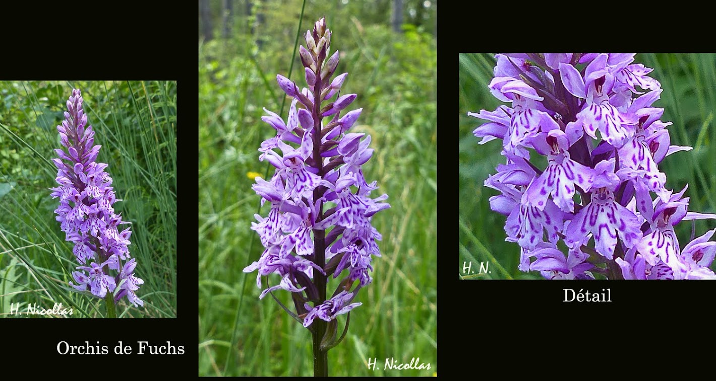1500 ORCHIS