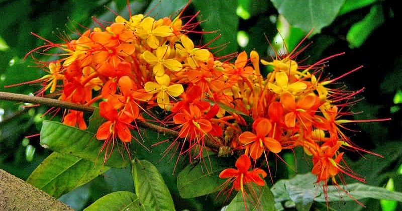 Prgc A Department Of Botany Saraca Asoca Sita Asoka