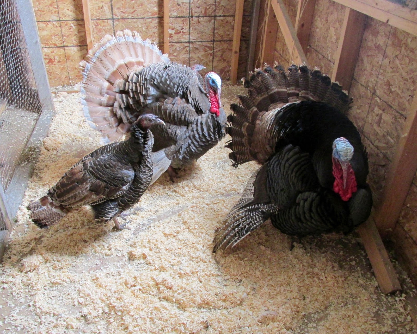 Lally Broch Farm A Maine Family Homestead 2015 Csa Share