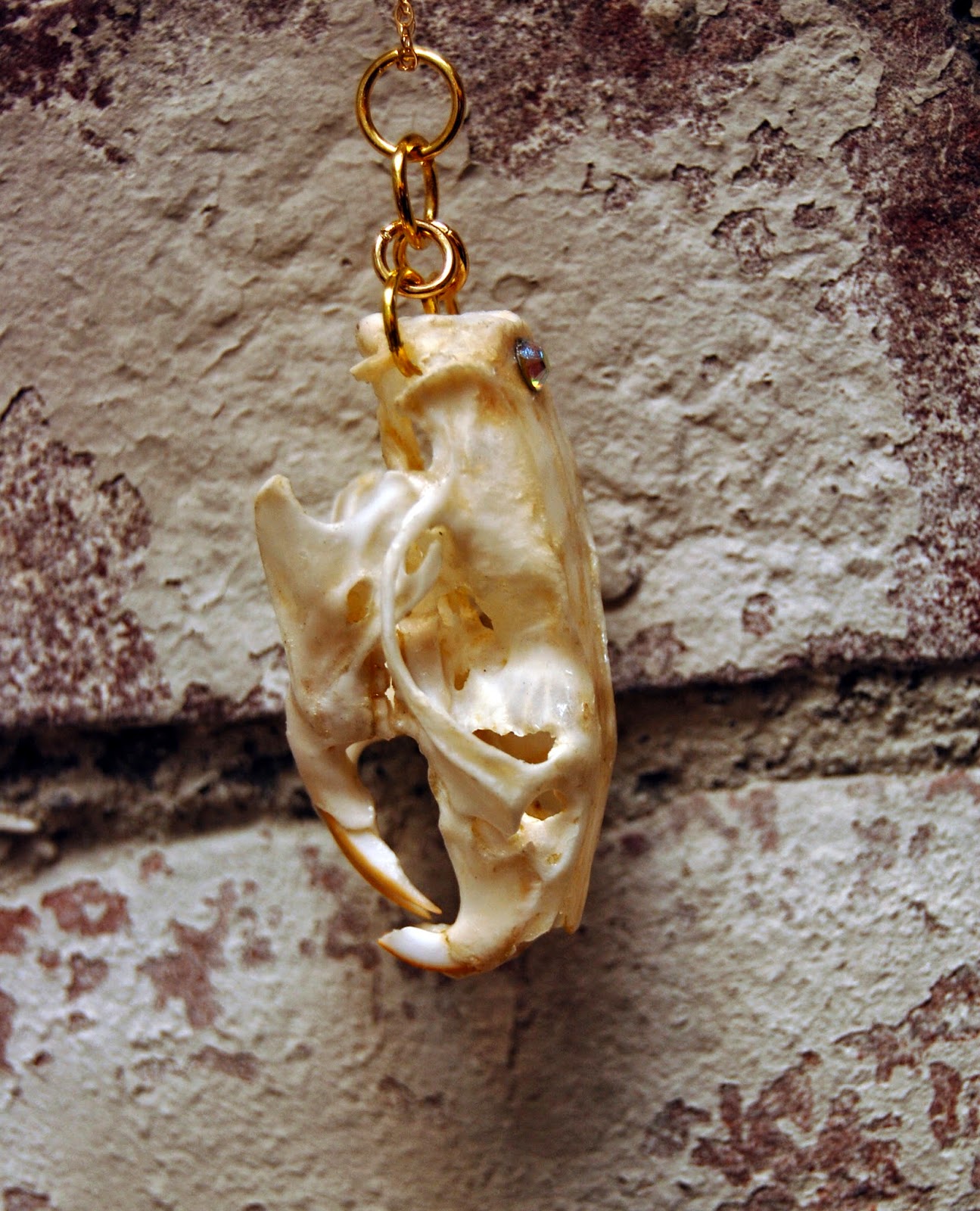 Diamond Tooth Taxidermy