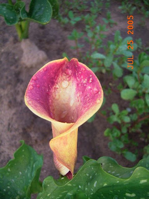 Calla Captain Samos
