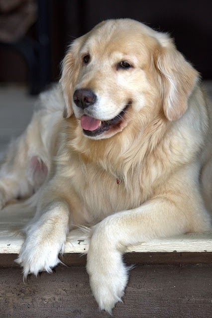 See more  Beautiful Golden Retriever puppy,  http://cutepuppyanddog.blogspot.com/