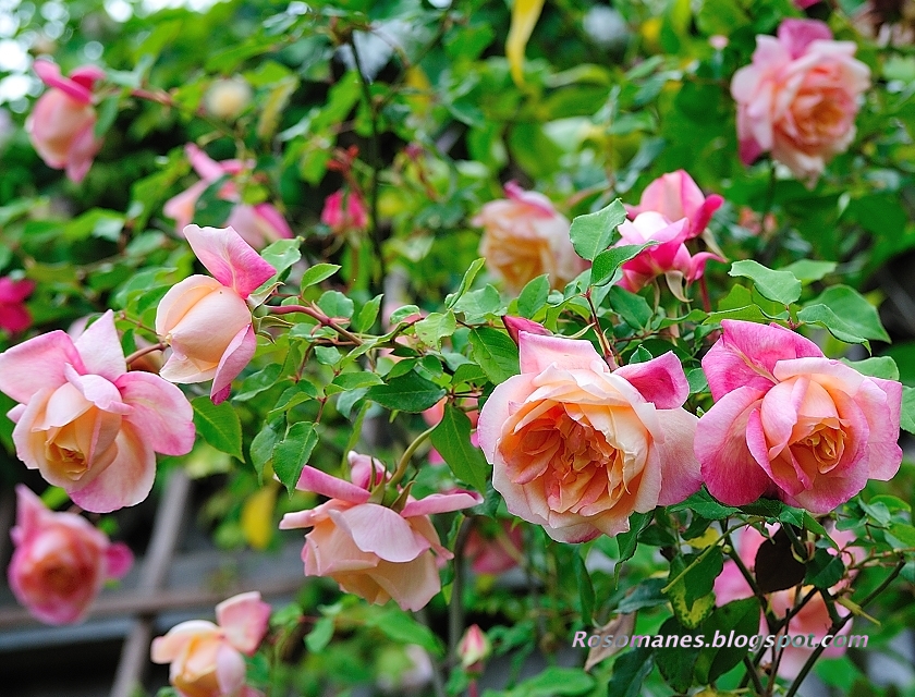 A Rose is a Rose... Rosette Delizy