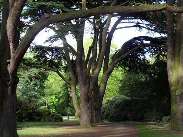 Old Cedar Tree