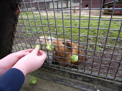 animals in cages victoria park portsmouth