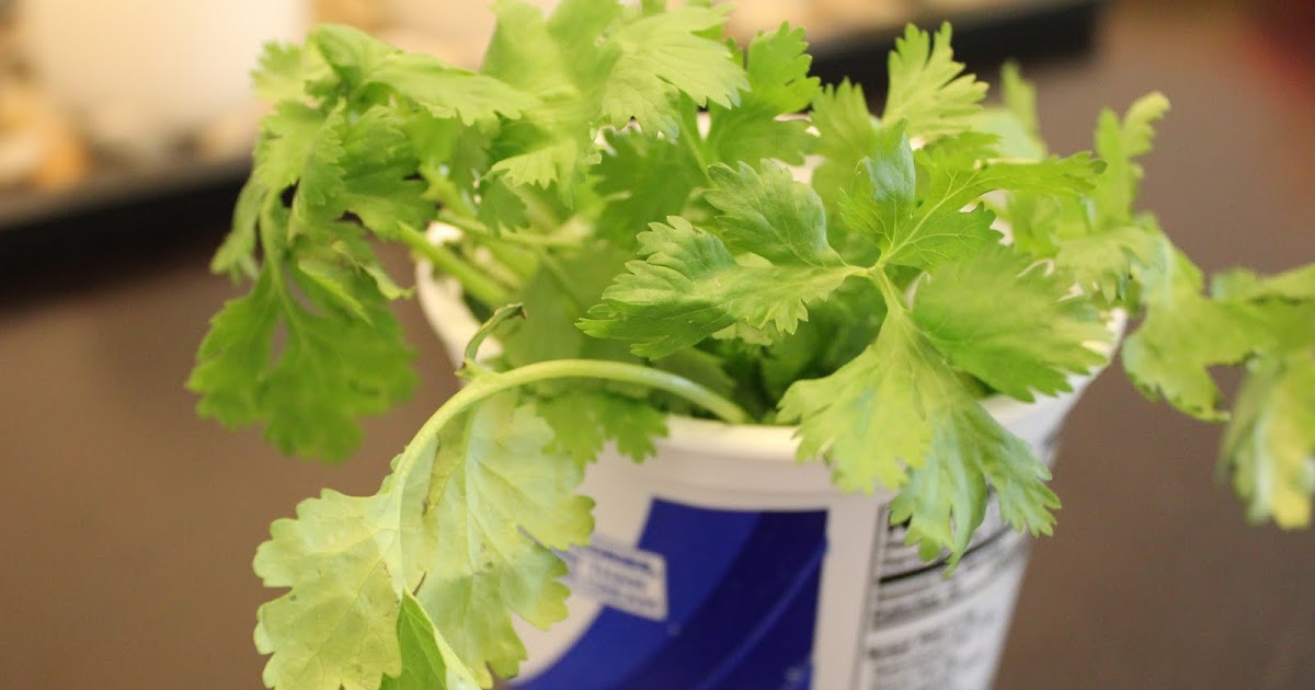 How To Preserve Coriander Leaves ?
