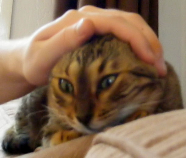 The Cuddly Friends Squashed Cats