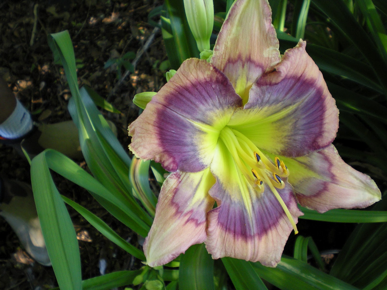 Lewis Daylily Garden Larry Grace's daylilies