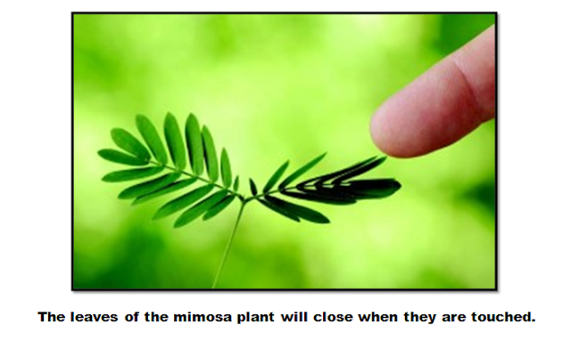 Welcome to Miss Ng Science's World