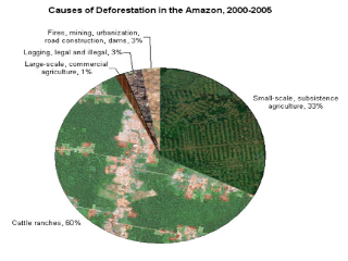 Brazilian Amazon Rainforest Deforestation