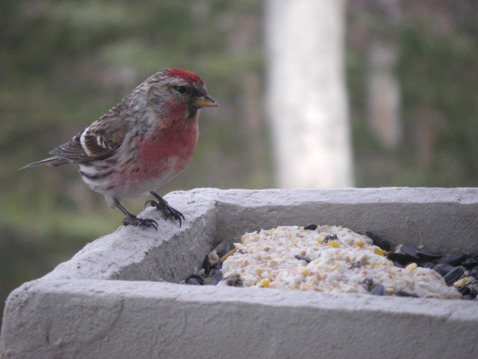 House For Sale MatSu Valley Alaska