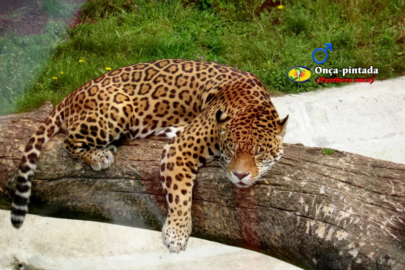 Zoologia: Onça-pintada (Panthera onca)