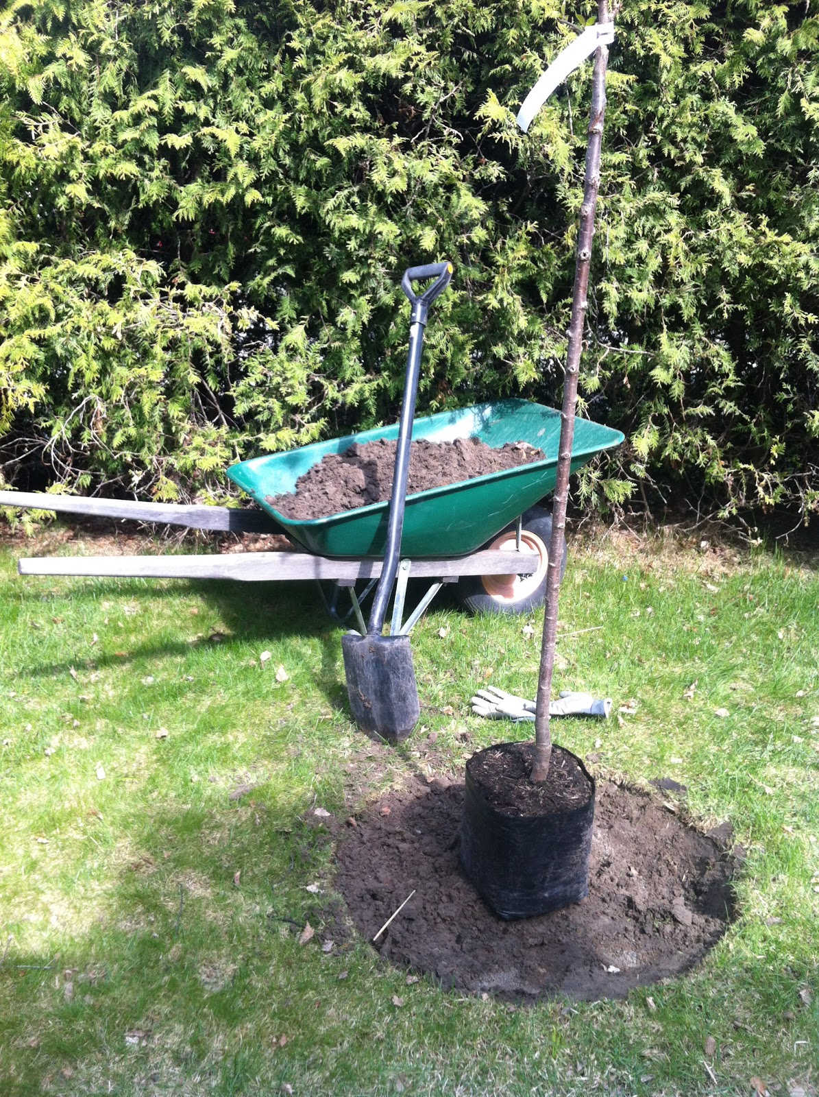 Njut i din trädgård: plantera mera!