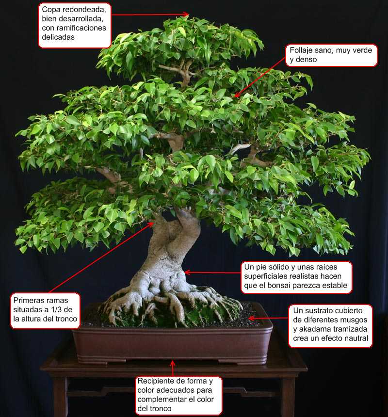 ARTE Y JARDINERÍA BONSAI. 150 Consejos para tenerlos buenos y sanos