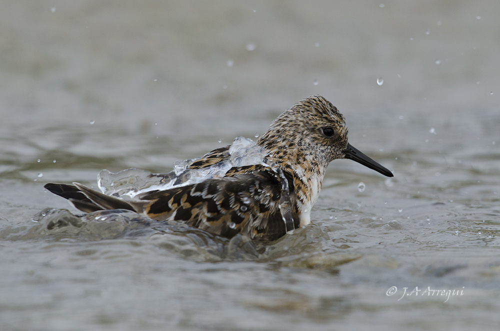 Correlimos tridactilo, Calidris alba, Sanderling Correlimos tridactilo, Calidris alba, Sanderling