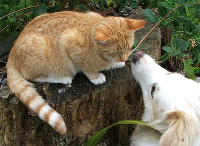 dogs chatting with cats
