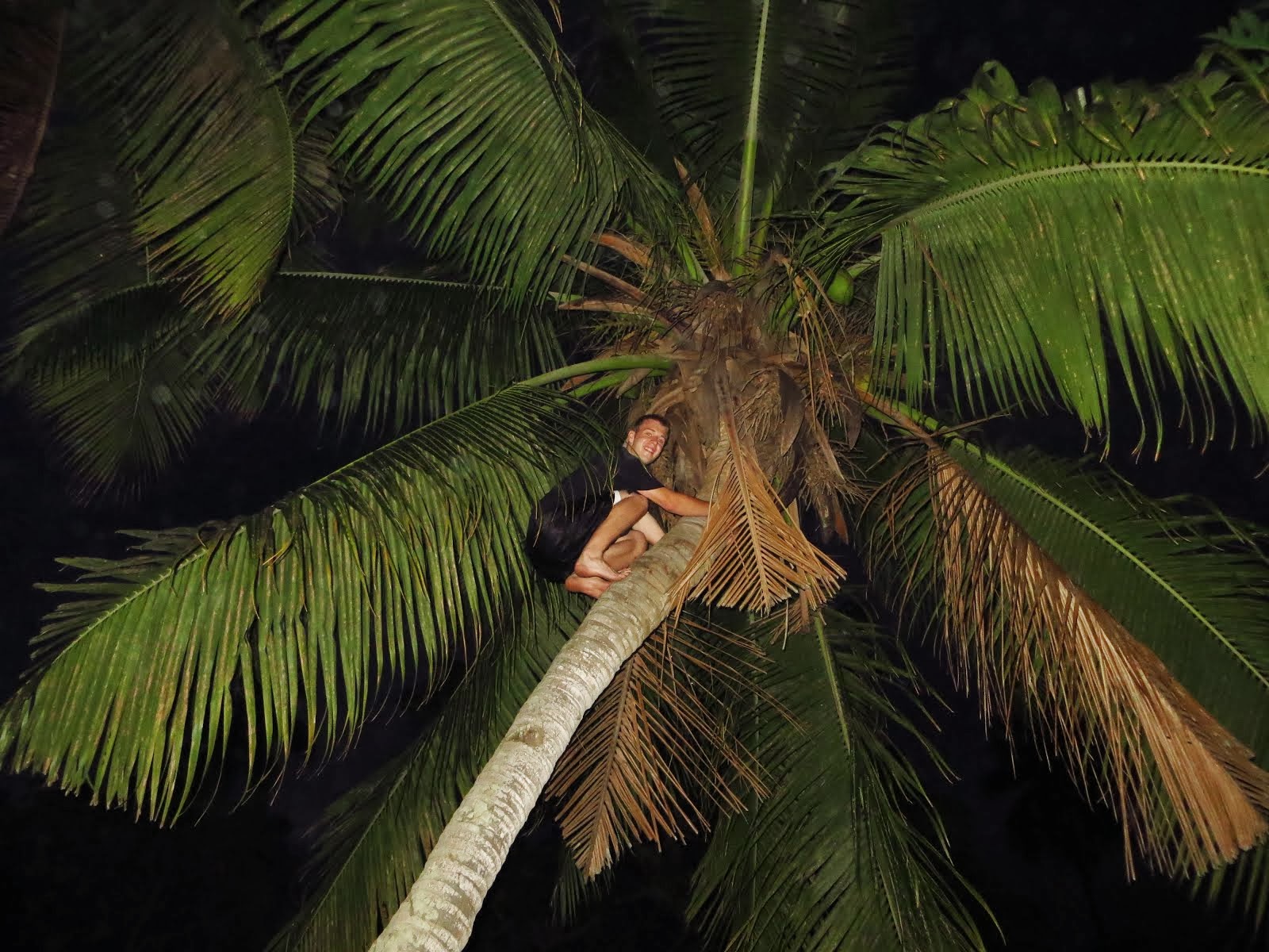 Coconut Trees Tanna