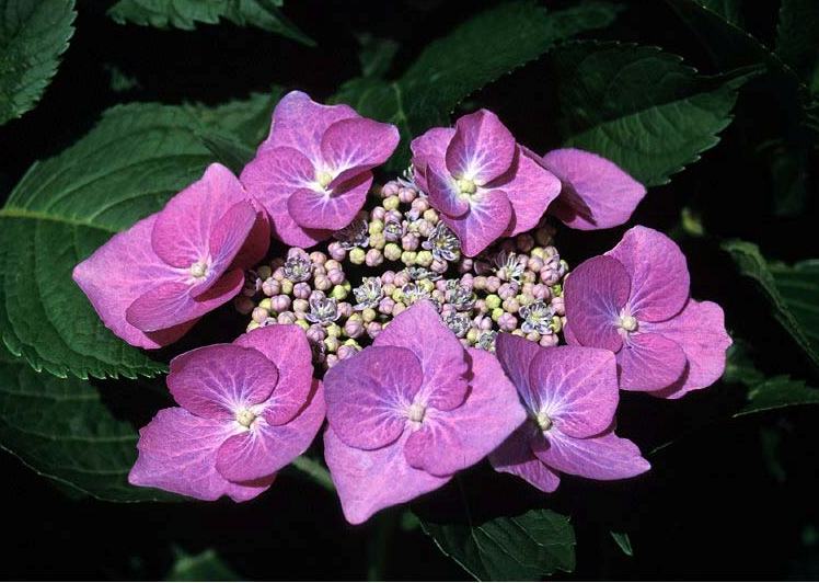 Future Plants By Randy Stewart Bigleaf Hydrangea