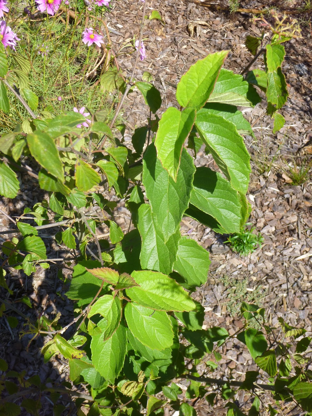 Viburnum Propagation Hort 202 Plant Propagation 2016