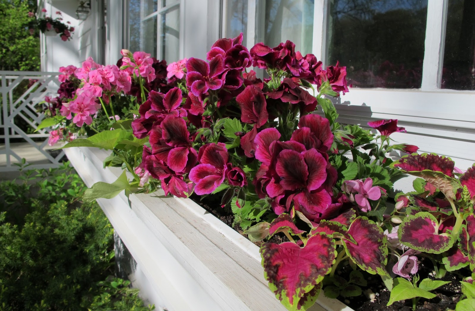 Just*Grand Window Boxes