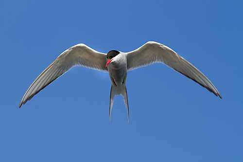 Arctic Tern