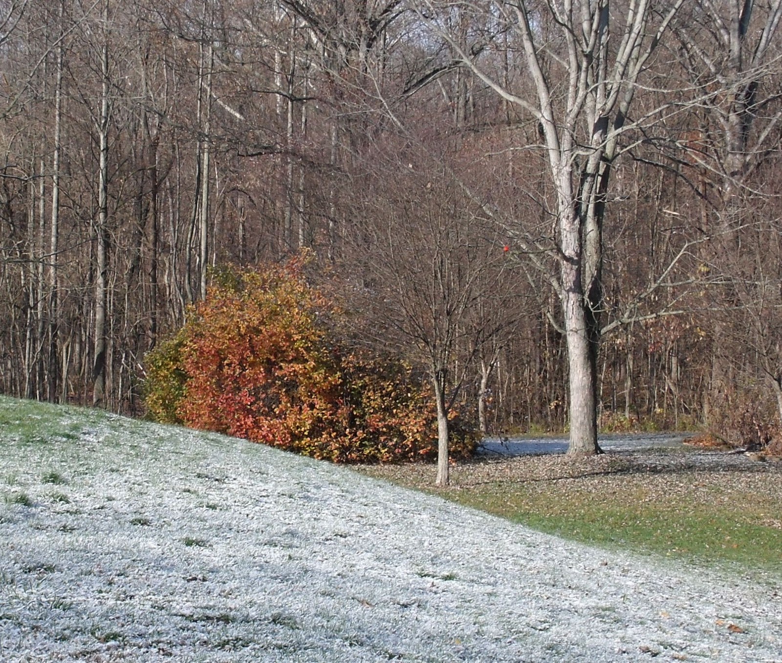 Indy Parks Nature Blog Snow!