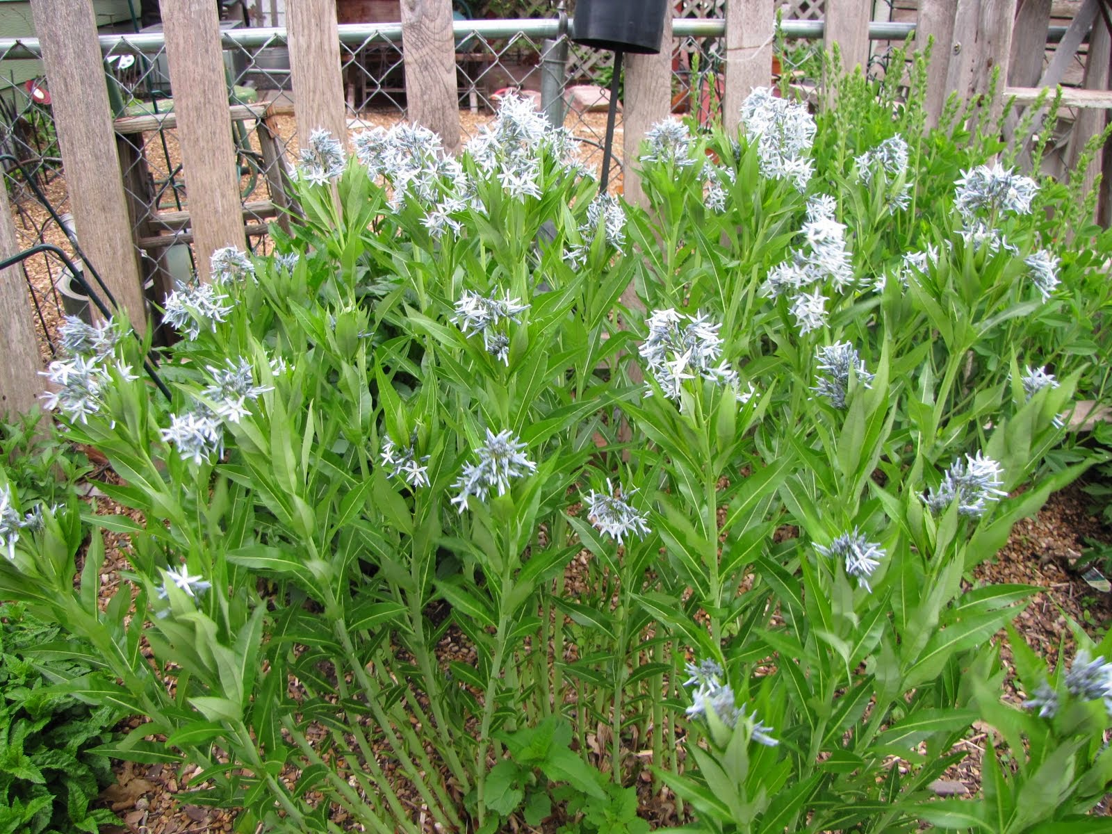 Amsonia hubrichtii