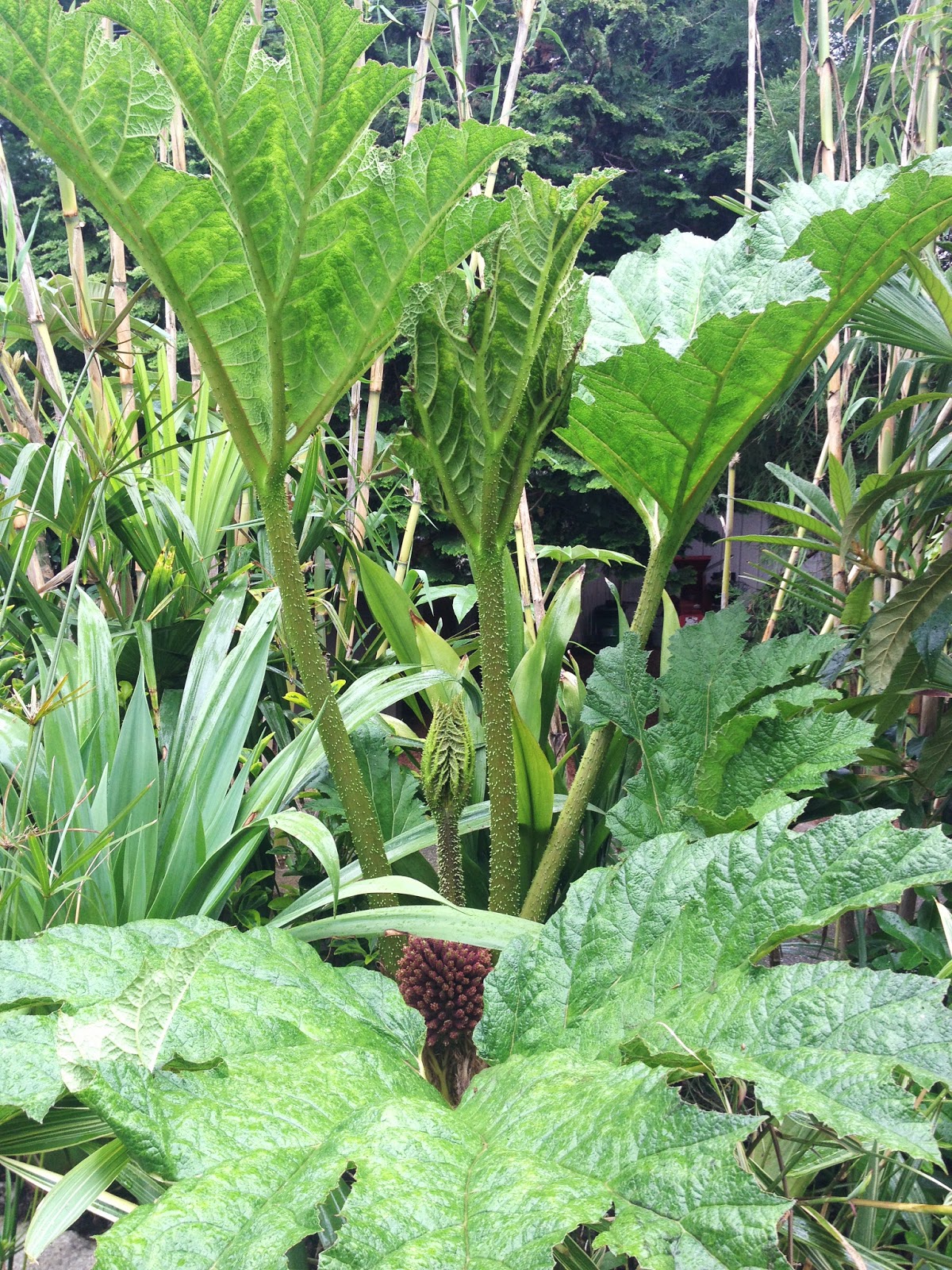 Mindblowing Planet Earth Barberry Berberis Is Popular Garden