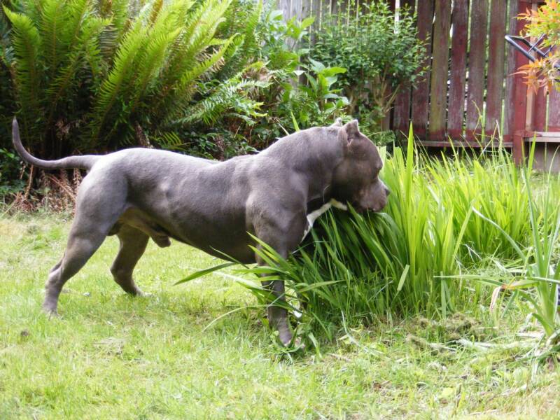 World's Biggest Pitbull