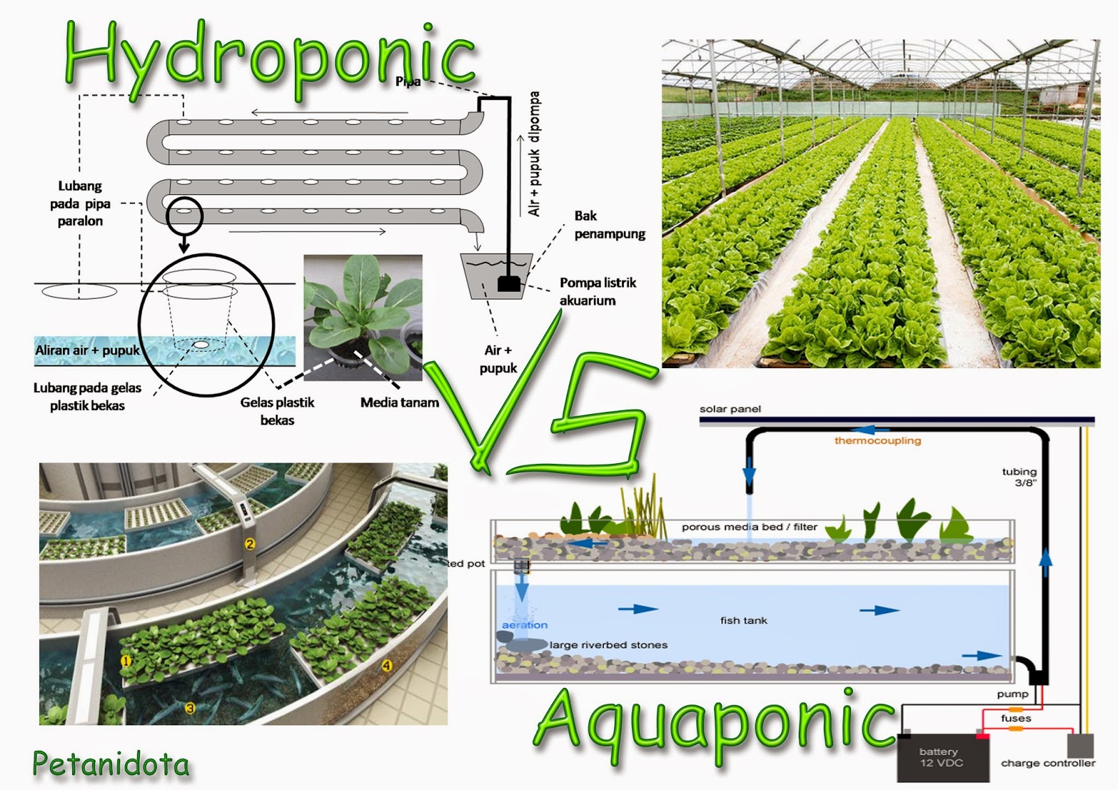 Hydroponic Vs Aquaponic Which is The Best one? | -Petani TOP-